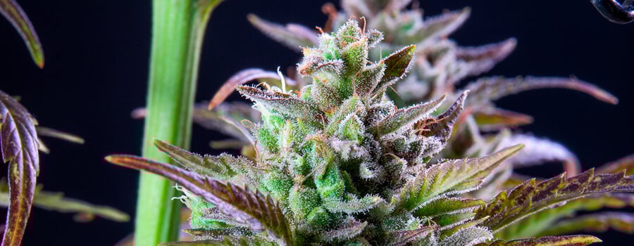 Pinapple Kush