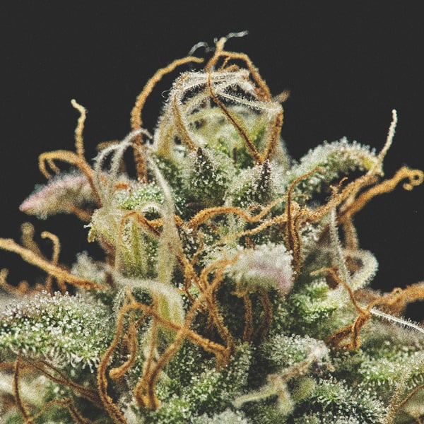 Pistils Pistils