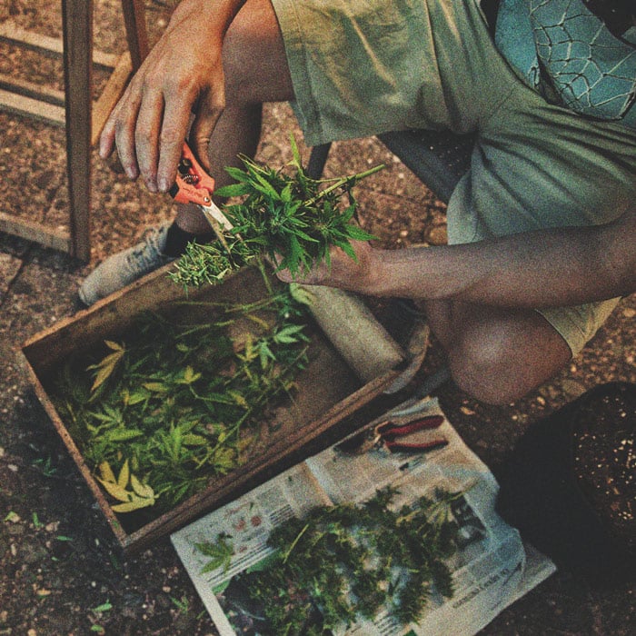 Høst din cannabis