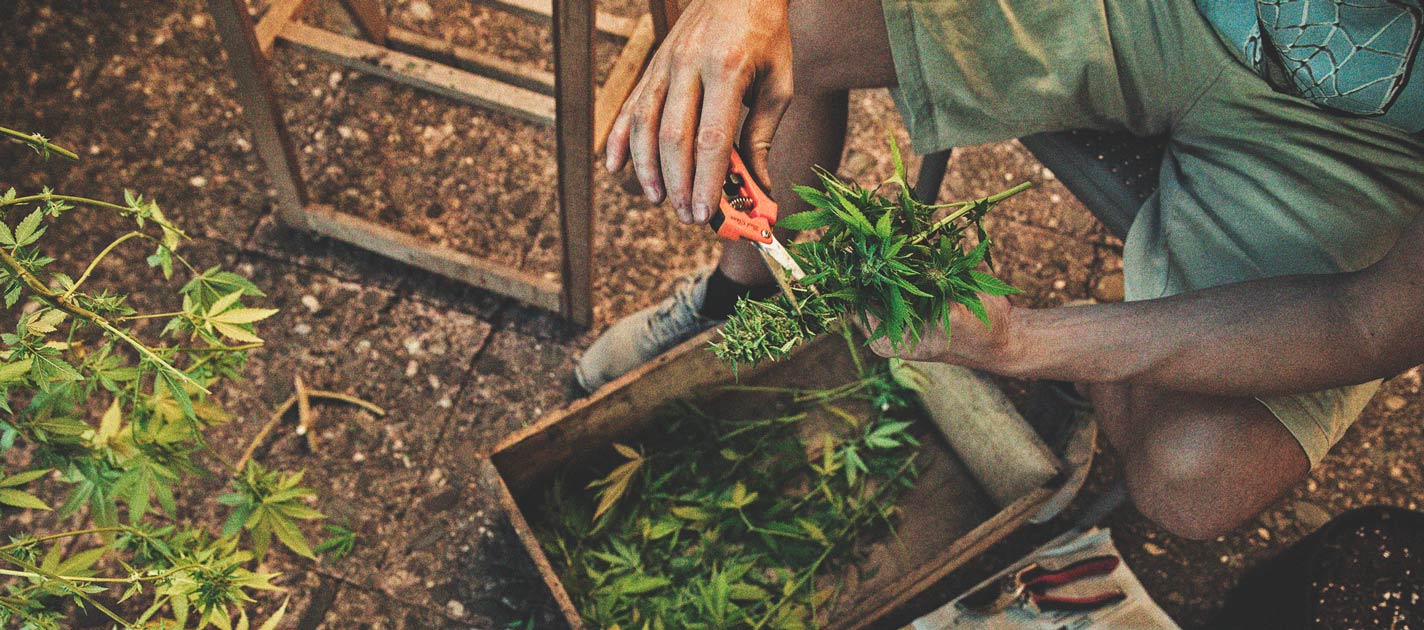 Høst din cannabis