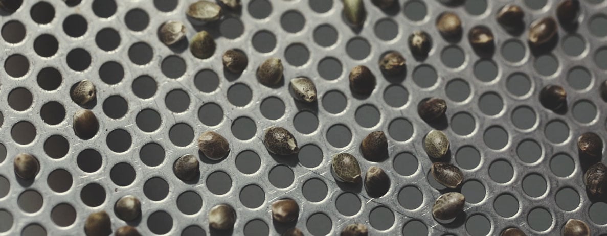 Royal Queen Seeds kvalitetskontrolproces: Trin for trin Royal Queen Seeds kvalitetskontrolproces: Trin for trin