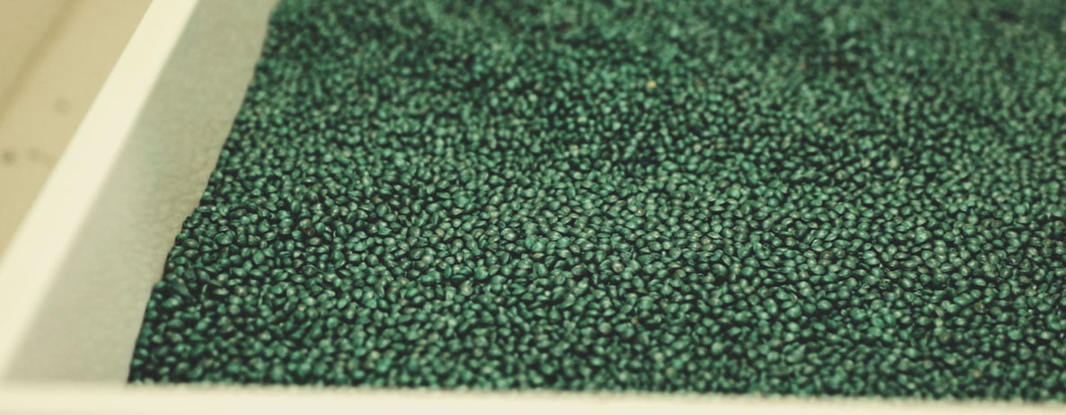Royal Queen Seeds kvalitetskontrolproces: Trin for trin Royal Queen Seeds kvalitetskontrolproces: Trin for trin