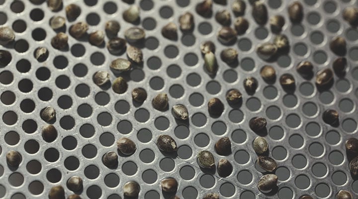 Royal Queen Seeds kvalitetskontrolproces: Trin for trin Royal Queen Seeds kvalitetskontrolproces: Trin for trin