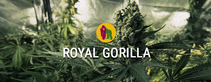 Royal Gorilla, den fugtigste marihuana nogensinde