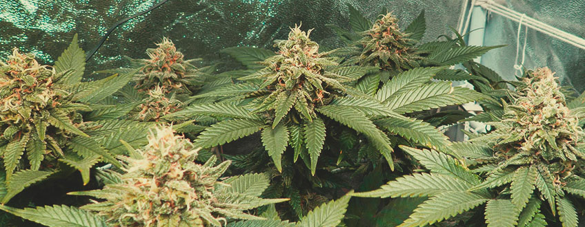 VÆKSTEGENSKABER: KING KONG CANNABISPLANTER