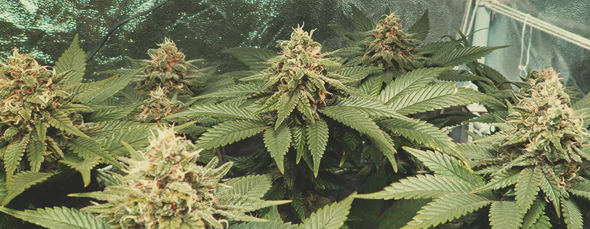 VÆKSTEGENSKABER: KING KONG CANNABISPLANTER VÆKSTEGENSKABER: KING KONG CANNABISPLANTER