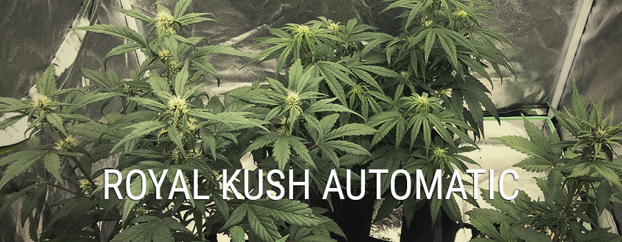 Royal Kush Automatic Royal Kush Automatic