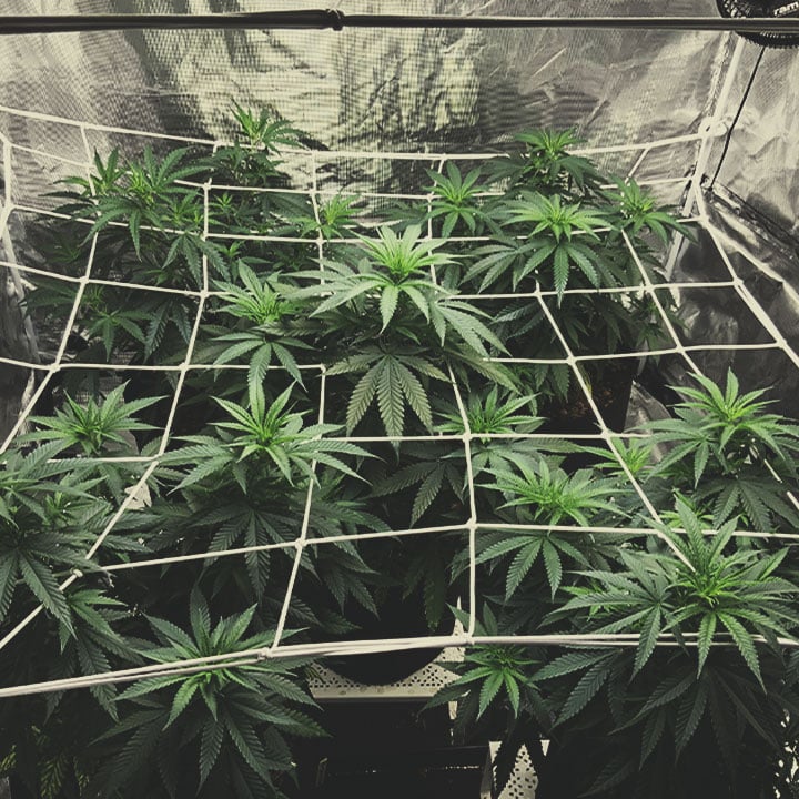 HOW TO SCROG: MAJOR CONSIDERATIONS HOW TO SCROG: MAJOR CONSIDERATIONS