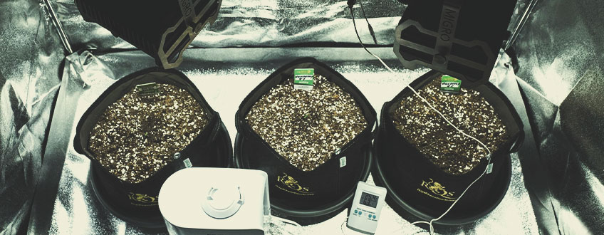 Sådan mestrer du kimplantefasen af cannabisplanter i 3 trin
