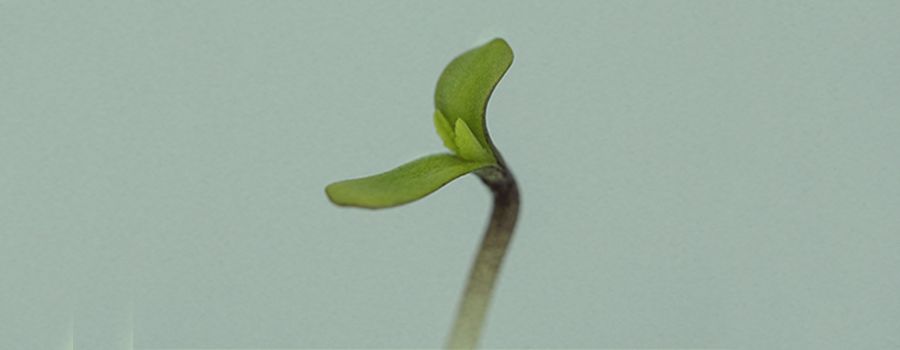 STAGE 2: SEEDLING — 2 WEEKS STAGE 2: SEEDLING — 2 WEEKS