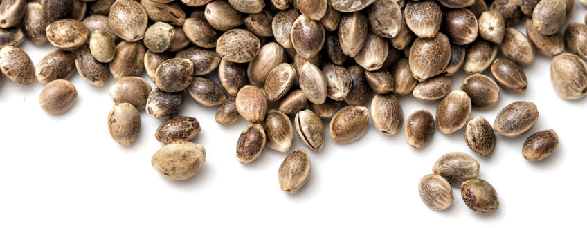 Cannabis Seeds