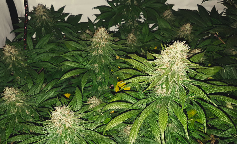 Silver Shining Haze Silver Shining Haze