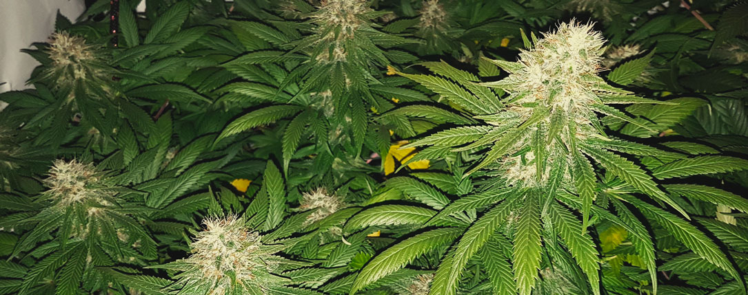Silver Shining Haze Silver Shining Haze
