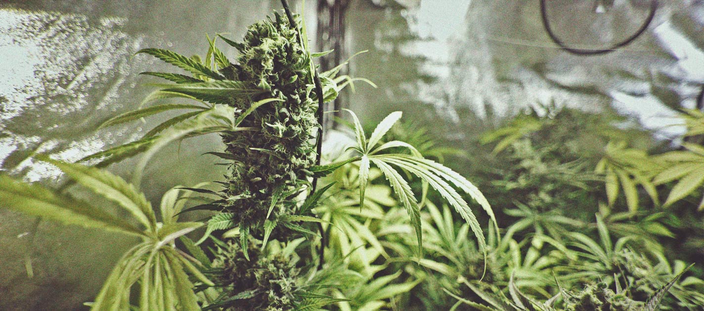 Skunk XL Skunk XL