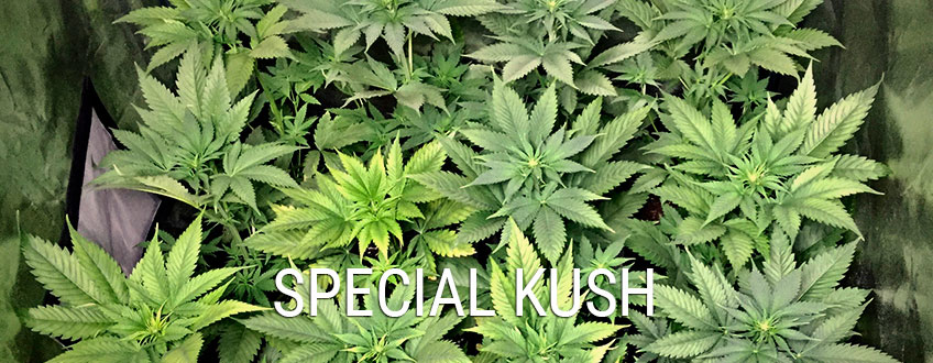 Special Kush 