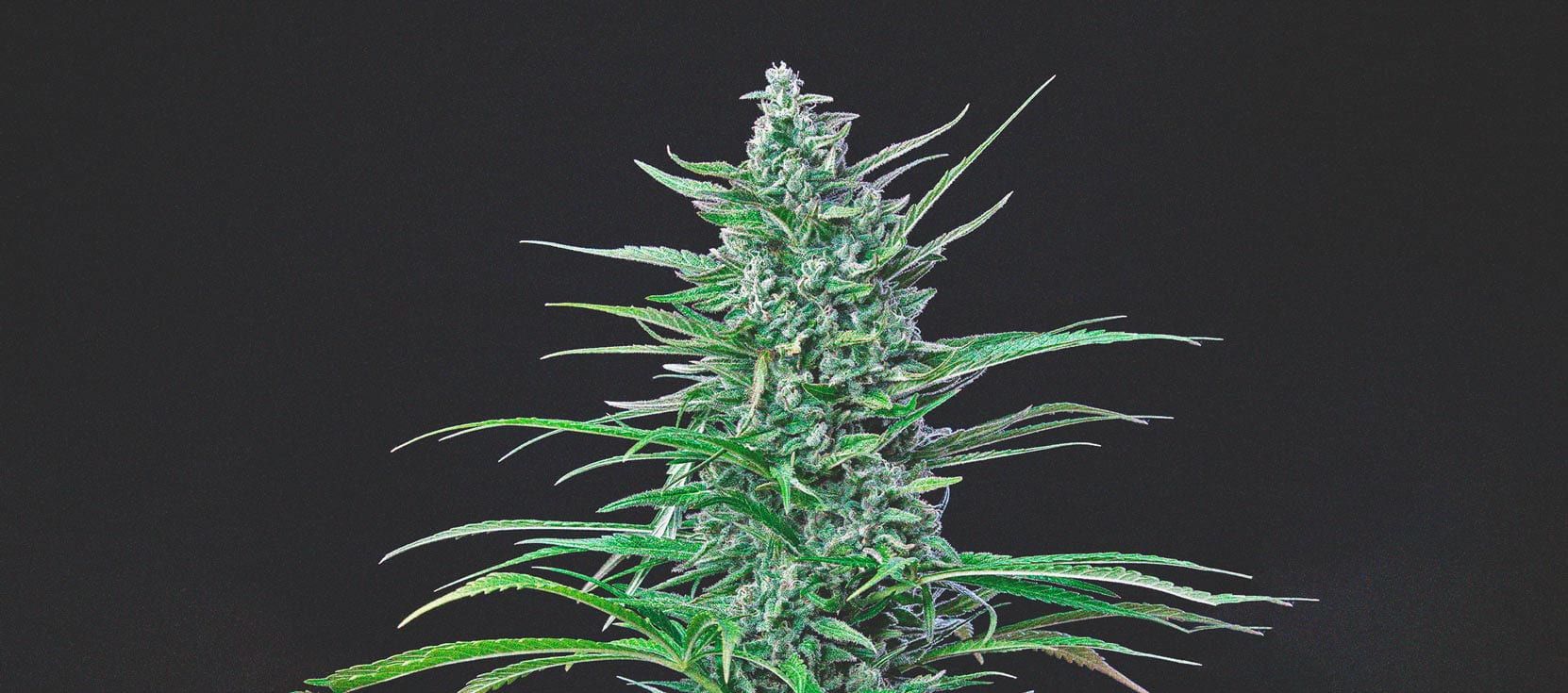 Special Kush Special Kush