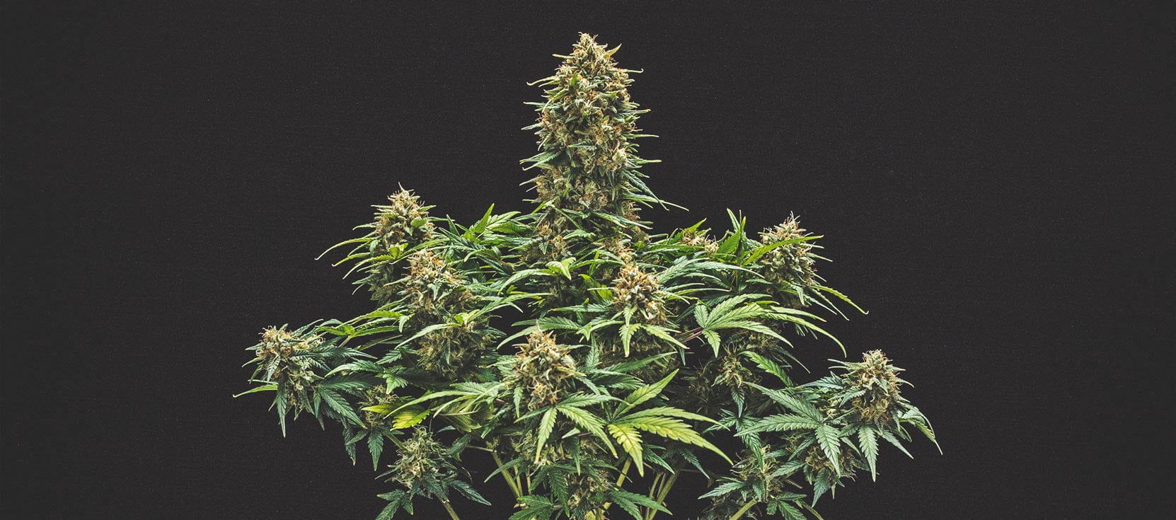 Sweet Skunk Automatic Sweet Skunk Automatic