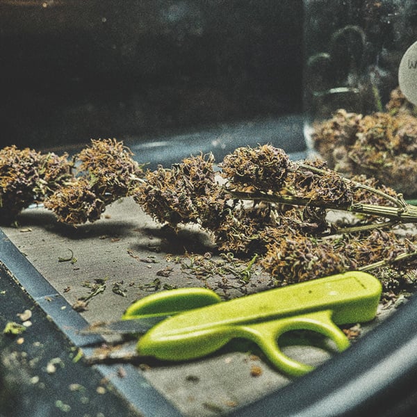 Høst din cannabis Høst din cannabis