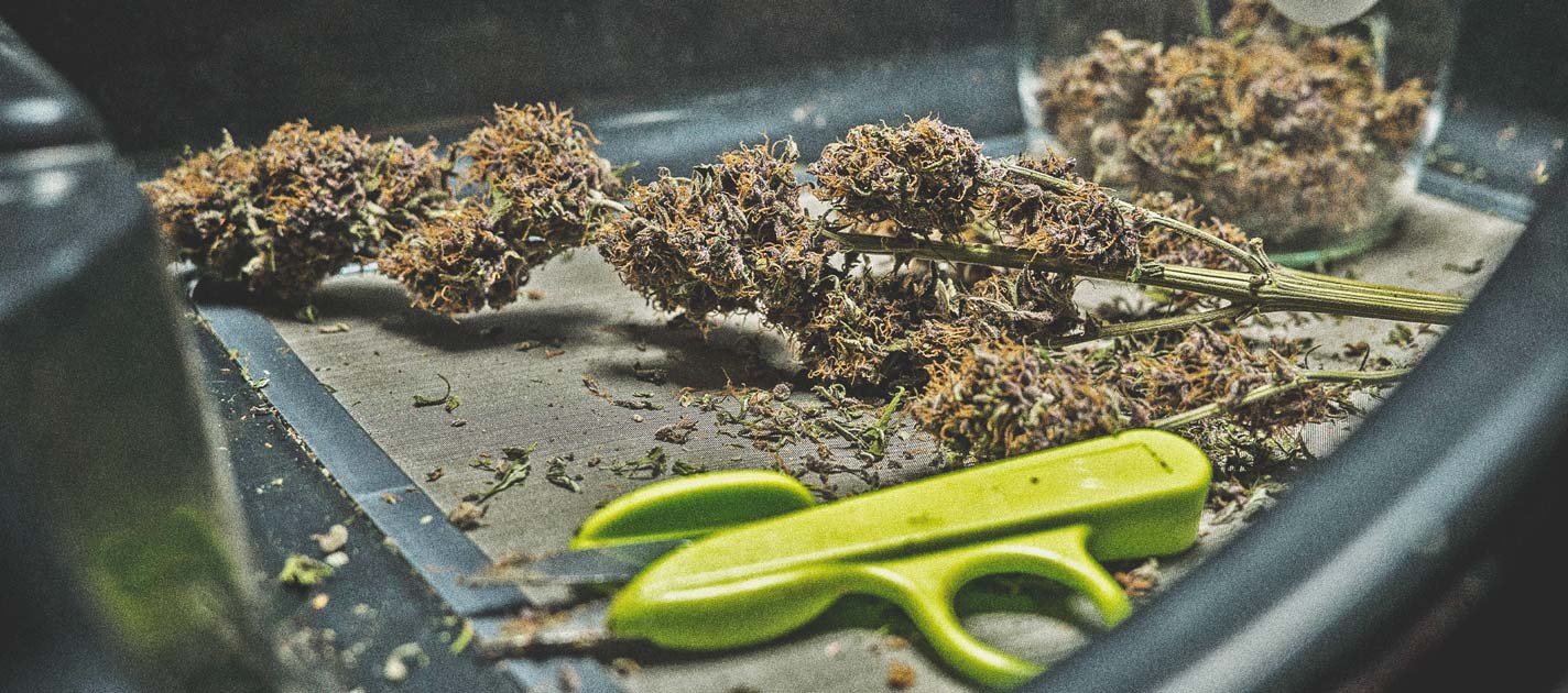 Høst din cannabis Høst din cannabis