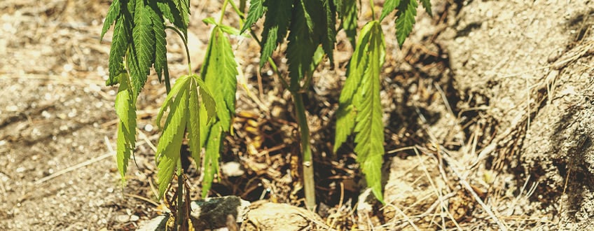 Cómo revivir una planta poco regada