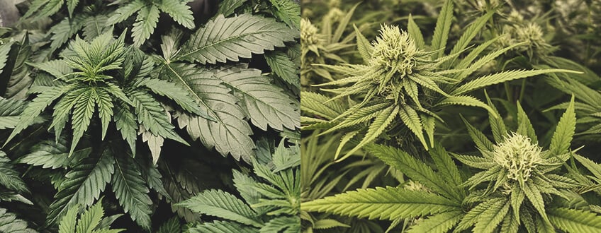 Hvor lang tid tager det at dyrke cannabis?