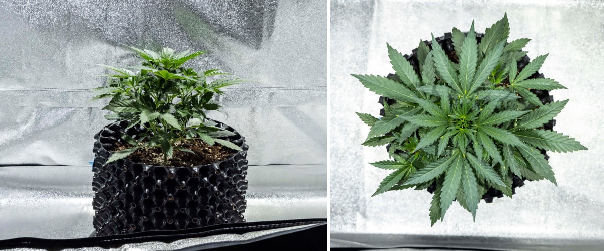 North Thunderfuck cannabisplante i uge 2 af tidlig vegetativ vækst med flere vifteblade og et stærkere rodsystem i jord under LED-lys