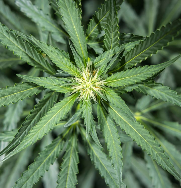 North Thunderfuck cannabisplante i uge 5 af den tidlige blomstringsfase med friske hvide pistiller, der dannes ved blomsterstederne, og sunde vifteblade under LED-lys