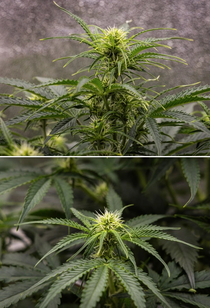 Gaia F1 dyrkningsrapport – Uge 5 vækst i blomstringsfasen Gaia F1 cannabisplante i uge 5, der vokser i jord med sund vækst i blomstringsfasen indendørs