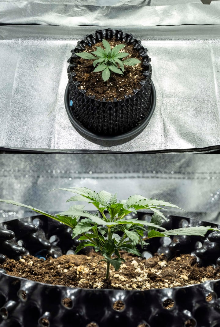 North Thunderfuck cannabisplante i uge 1 med de første ægte blade og sund tidlig vækst i jord under LED-lys