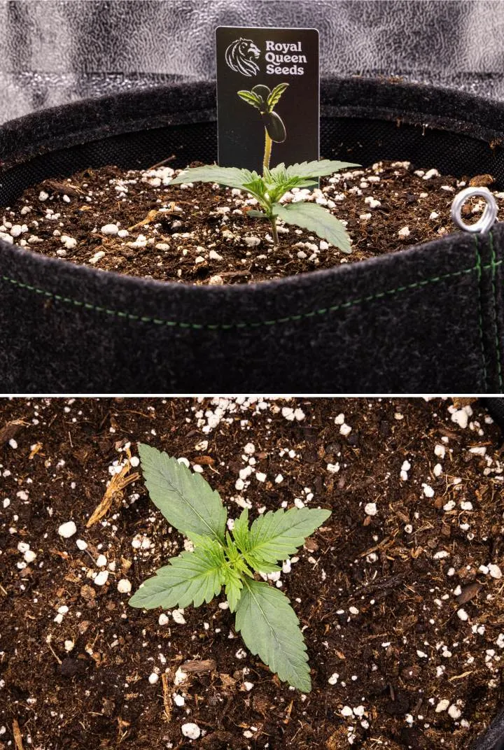 Gaia F1 dyrkningsrapport – Uge 1 frøplantestadie Gaia F1 cannabisfrøplante i uge 1, der vokser i jord, med de første ægte blade under udvikling og en kompakt tidlig struktur under indendørs forhold