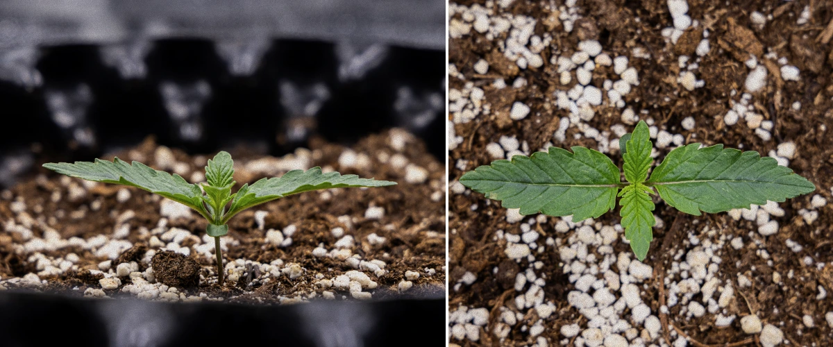 GOAT'lato Auto Dyrkningsrapport – Uge 1 Frøplantefase