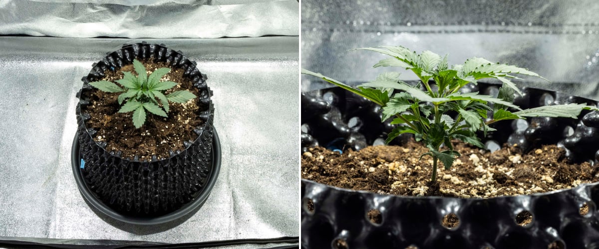 North Thunderfuck cannabisplante i uge 1 med de første ægte blade og sund tidlig vækst i jord under LED-lys