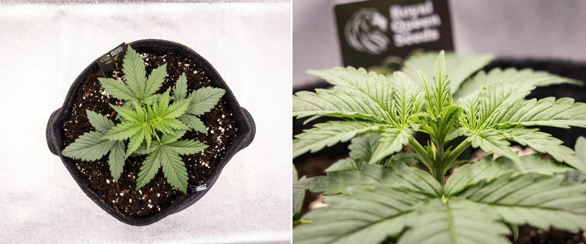 Gaia F1 dyrkningsrapport – Uge 2 tidlig vegetativ vækst Gaia F1 cannabisplante i uge 2, der vokser i jord med sund tidlig vegetativ vækst indendørs