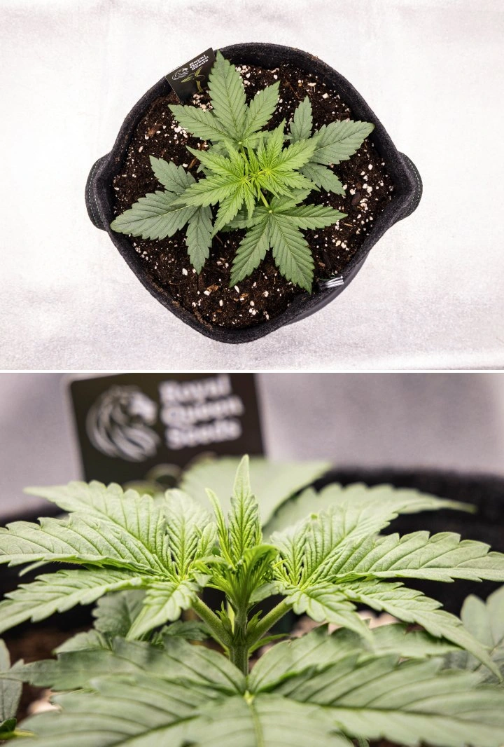 Gaia F1 dyrkningsrapport – Uge 2 tidlig vegetativ vækst Gaia F1 cannabisplante i uge 2, der vokser i jord med sund tidlig vegetativ vækst indendørs