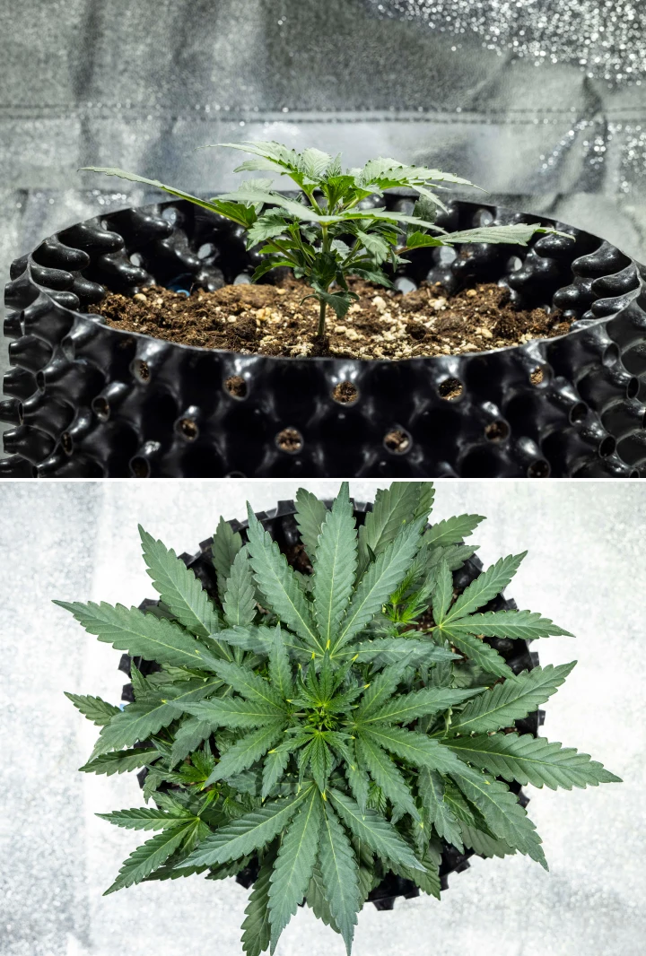 North Thunderfuck dyrkningsrapport – Uge 2: tidlig vegetativ fase North Thunderfuck cannabisplante i uge 2 af den tidlige vegetative vækst, hvor den udvikler flere vifteblade og etablerer et stærkere rodsystem i jord under LED-lys