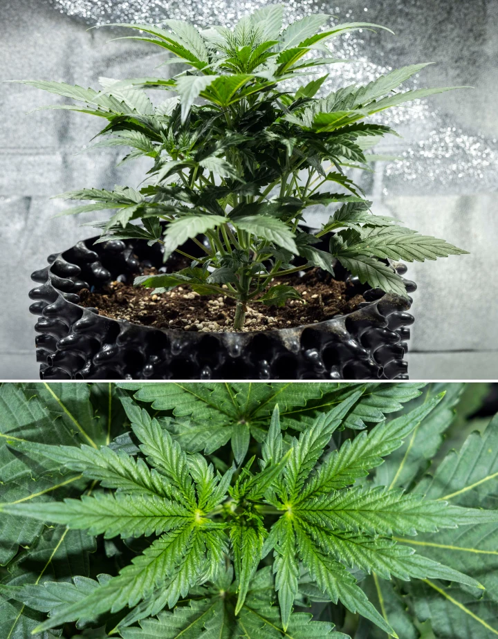 North Thunderfuck dyrkningsrapport – Uge 3: vegetativ vækstfase North Thunderfuck cannabisplante i uge 3 af den vegetative vækst med kraftig struktur, brede vifteblade og sund forgrening i jord under LED-lys