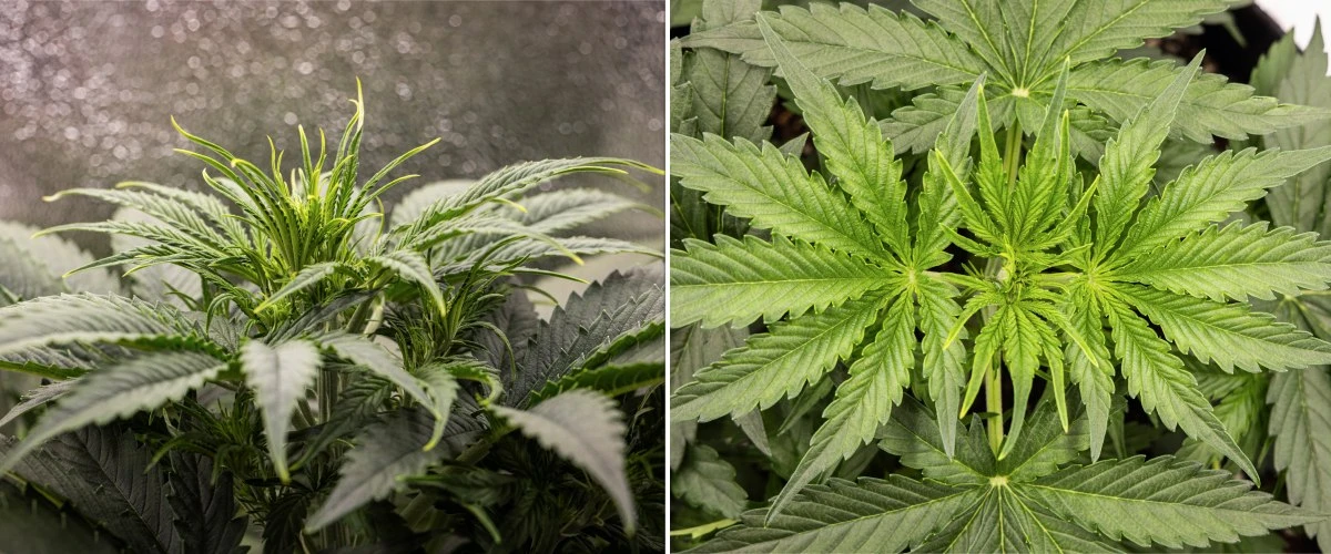 Gaia F1 dyrkningsrapport – Uge 3 vegetativ vækst Gaia F1 cannabisplante i uge 3, der vokser i jord med sund vegetativ vækst indendørs