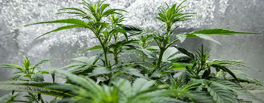 Triple G Grow Report