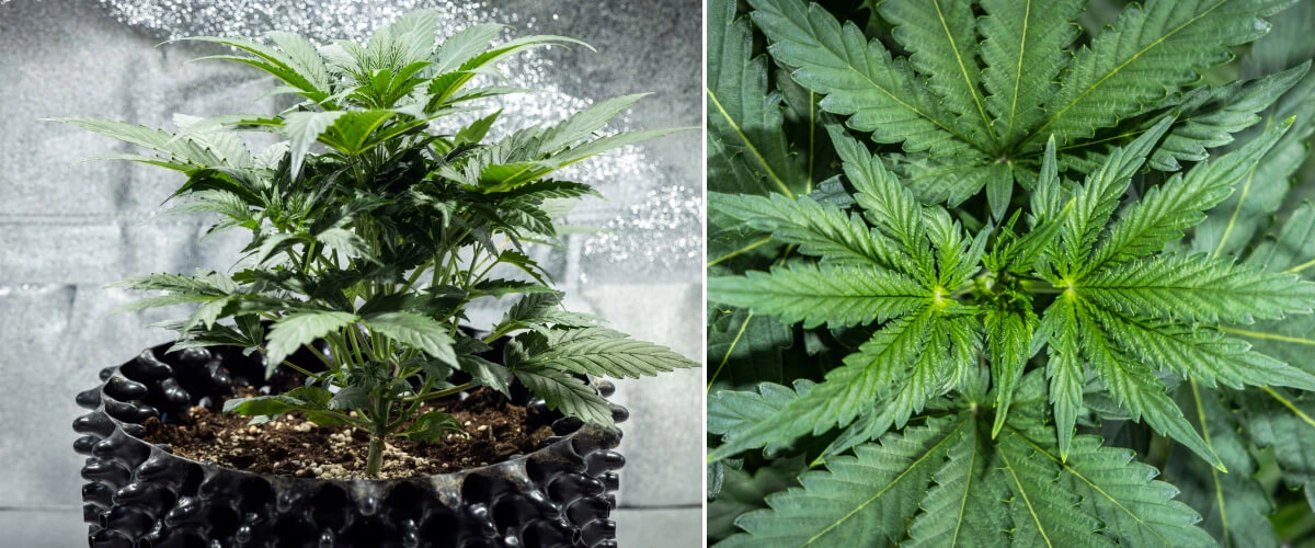 North Thunderfuck dyrkningsrapport – Uge 3: vegetativ vækstfase North Thunderfuck cannabisplante i uge 3 af den vegetative vækst med kraftig struktur, brede vifteblade og sund forgrening i jord under LED-lys