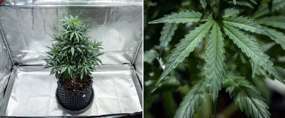 North Thunderfuck dyrkningsrapport – Uge 4: sen vegetativ fase North Thunderfuck cannabisplante i uge 4 af den vegetative vækst med en fyldigere krone, kraftig forgrening og sunde vifteblade, der udvikler sig i jord under LED-lys