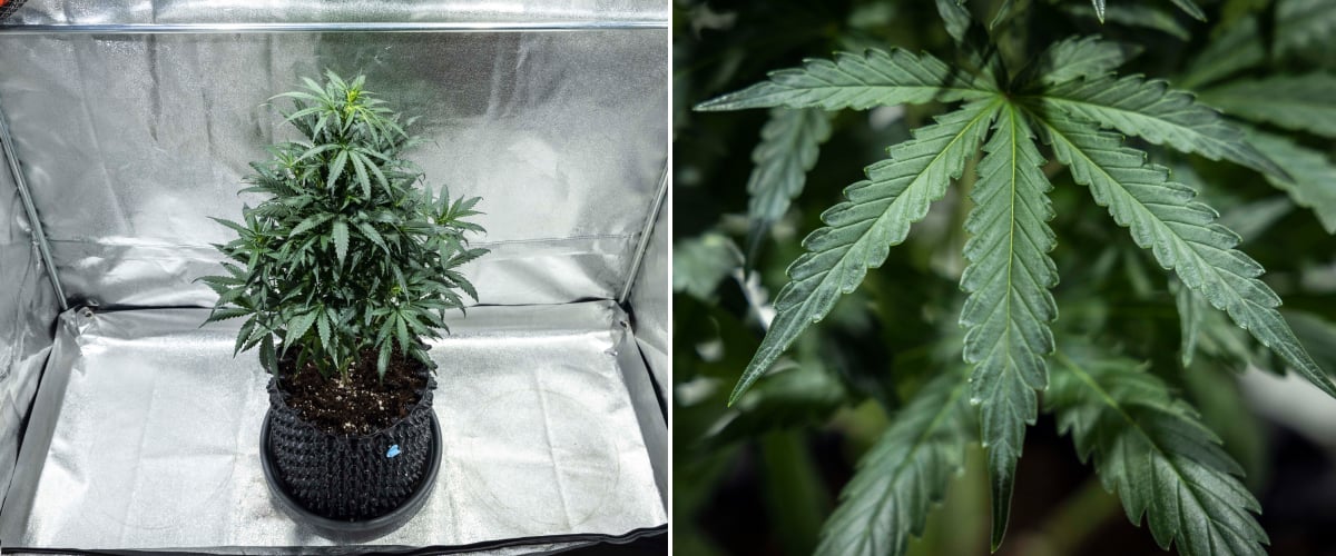 North Thunderfuck cannabisplante i uge 4 af den vegetative vækst med en fyldigere krone, stærk forgrening og sunde vifteblade, der udvikler sig i jord under LED-lys