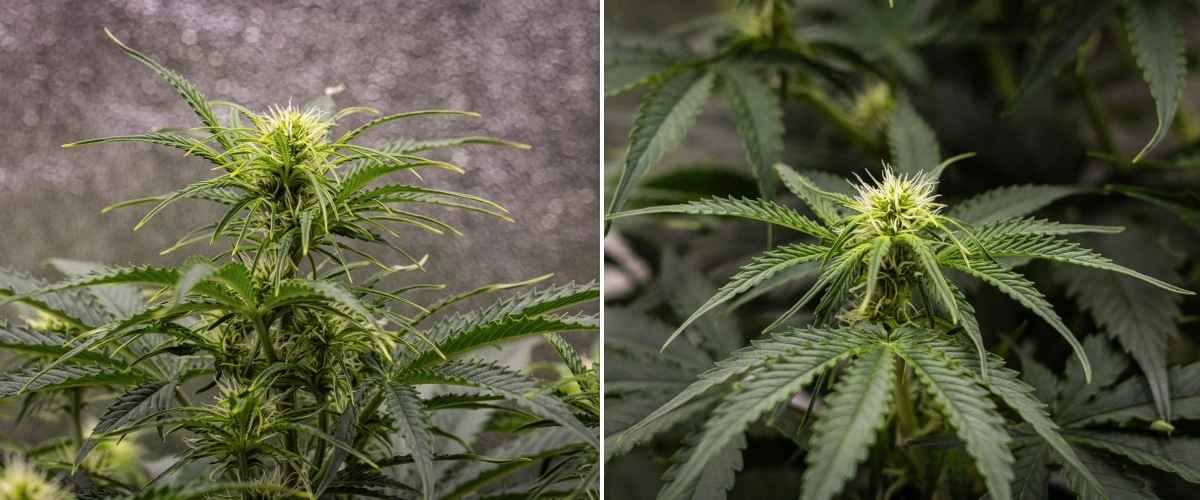 Gaia F1 dyrkningsrapport – Uge 5 vækst i blomstringsfasen Gaia F1 cannabisplante i uge 5, der vokser i jord med sund vækst i blomstringsfasen indendørs