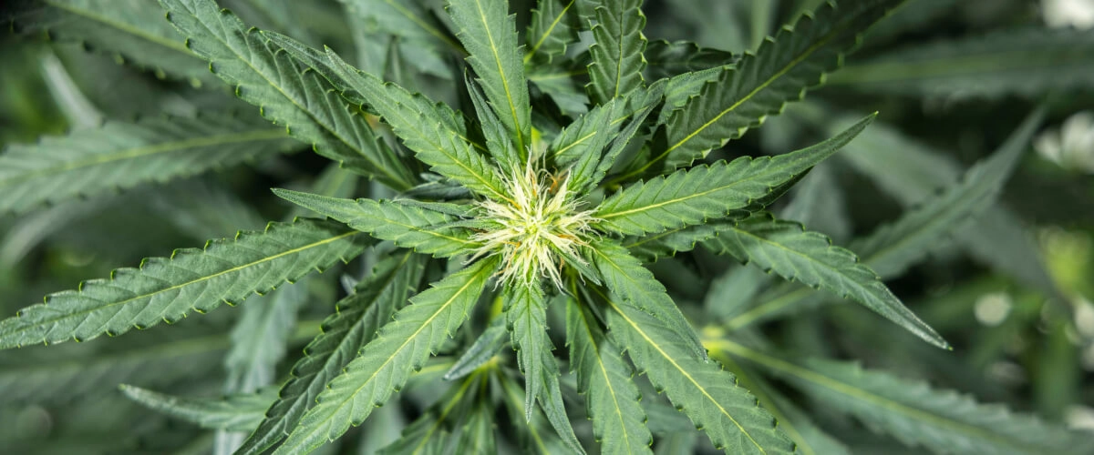 North Thunderfuck dyrkningsrapport – Uge 5: tidlig blomstringsfase North Thunderfuck cannabisplante i uge 5 af den tidlige blomstring med friske hvide støvfang, der dannes ved blomsterstederne, og sunde vifteblade under LED-lys