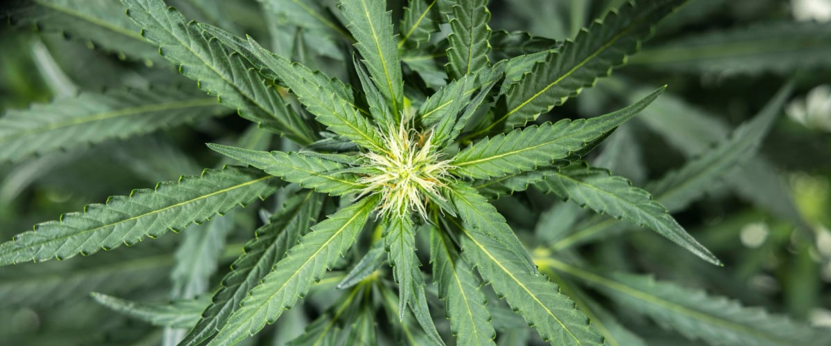 North Thunderfuck cannabisplante i uge 5 af den tidlige blomstringsfase med friske hvide pistiller, der dannes ved blomsterstederne, og sunde vifteblade under LED-lys