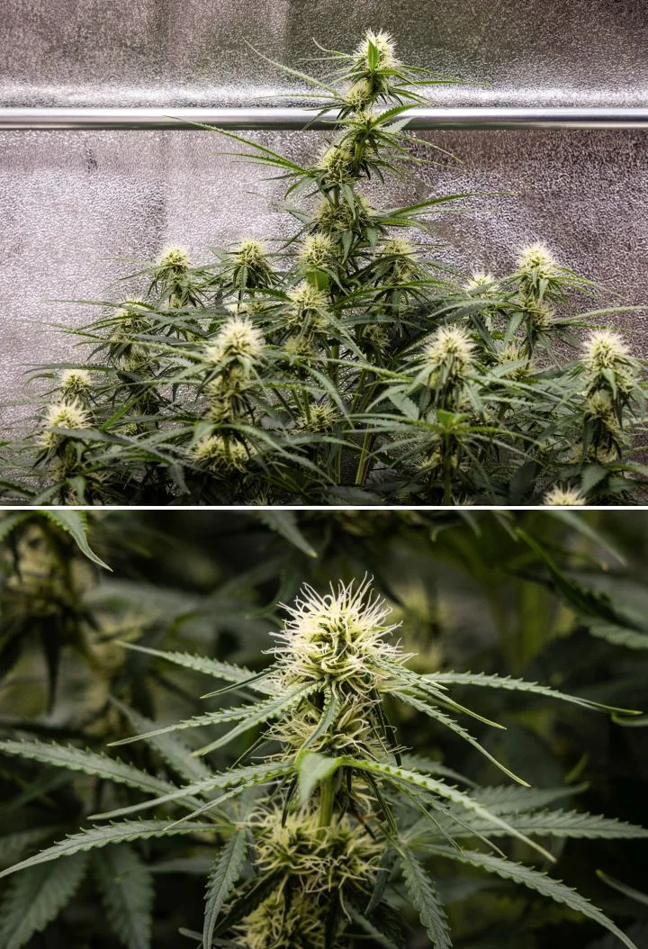 Gaia F1 dyrkningsrapport – Uge 6 midt i blomstringen Gaia F1 cannabisplante i uge 6, der vokser i jord med sund vækst midt i blomstringen indendørs