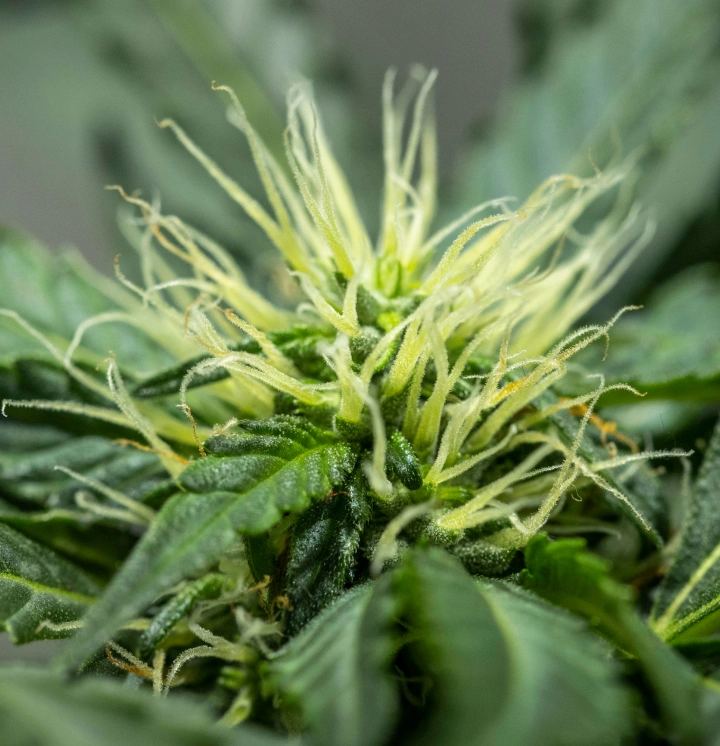 North Thunderfuck dyrkningsrapport – Uge 6: tidlig blomsterudvikling North Thunderfuck cannabisplante i uge 6 af blomstringen med en knopstruktur under udvikling, rigeligt med hvide støvfang og sunde sukkerblade under LED-lys