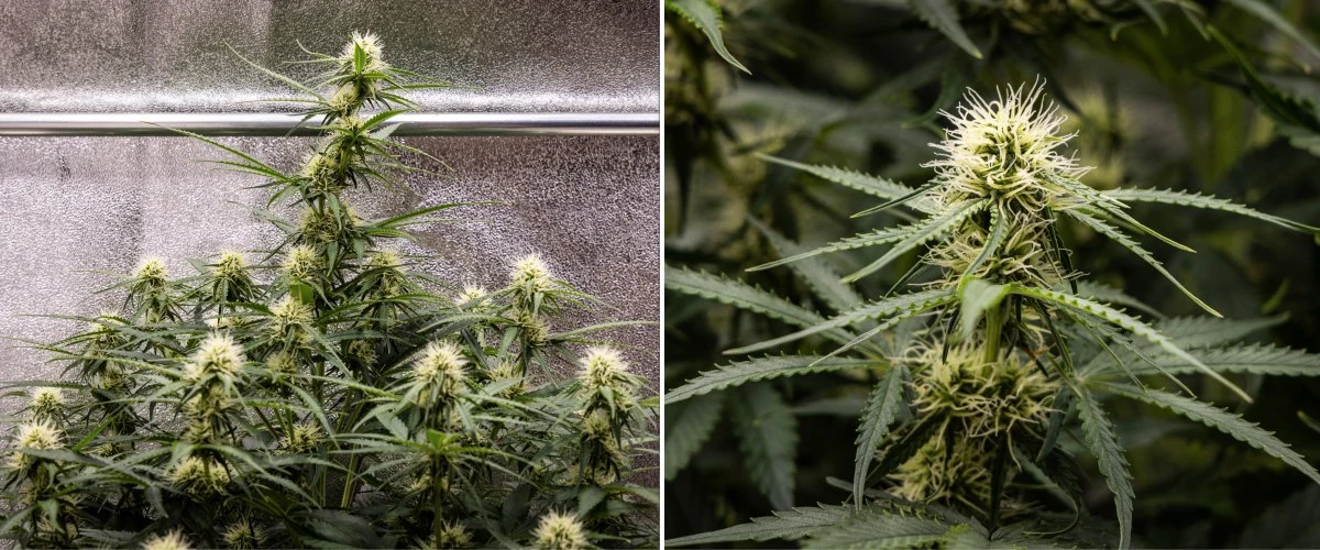 Gaia F1 dyrkningsrapport – Uge 6 midt i blomstringen Gaia F1 cannabisplante i uge 6, der vokser i jord med sund vækst midt i blomstringen indendørs