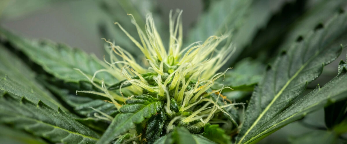 North Thunderfuck dyrkningsrapport – Uge 6: tidlig blomsterudvikling North Thunderfuck cannabisplante i uge 6 af blomstringen med en knopstruktur under udvikling, rigeligt med hvide støvfang og sunde sukkerblade under LED-lys