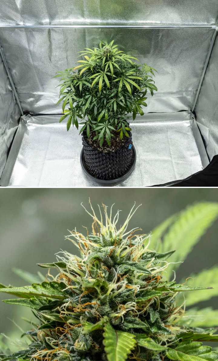 North Thunderfuck dyrkningsrapport – Uge 7–8: midterste blomstringsfase North Thunderfuck cannabisplante i blomstringsuge 7–8 med voksende knopper, tætte klynger af støvfang og stigende harpiksproduktion under LED-lys