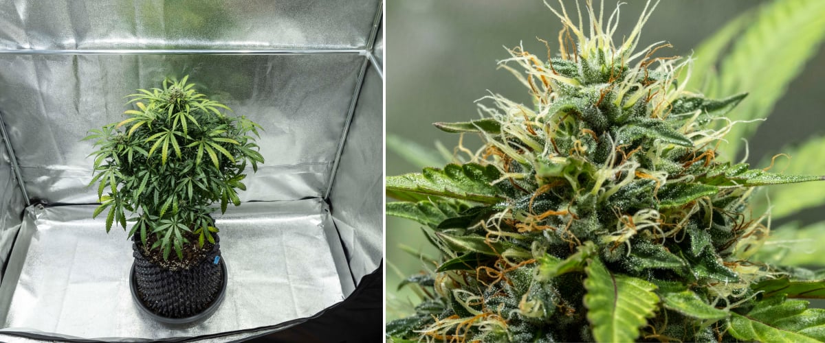 North Thunderfuck cannabisplante i uge 7–8 af blomstringen med udvidende buds, tætte pistilklaser og stigende harpiksproduktion under LED-lys